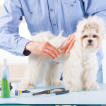 Jak otworzyć salon strzyżenia psów?